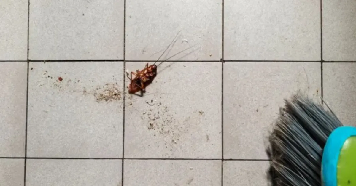 Woman’s Attempt to Burn Cockroach Triggers Apartment Fire in South Korea