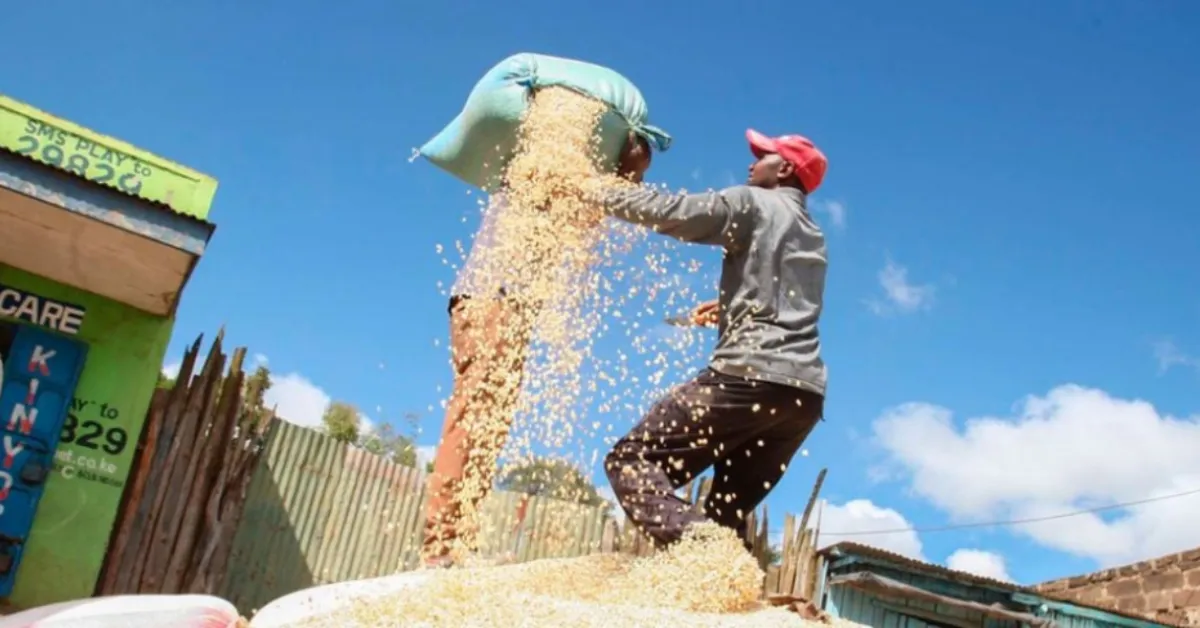 Kenya Faces Maize Shortage as Prices Hit New Highs