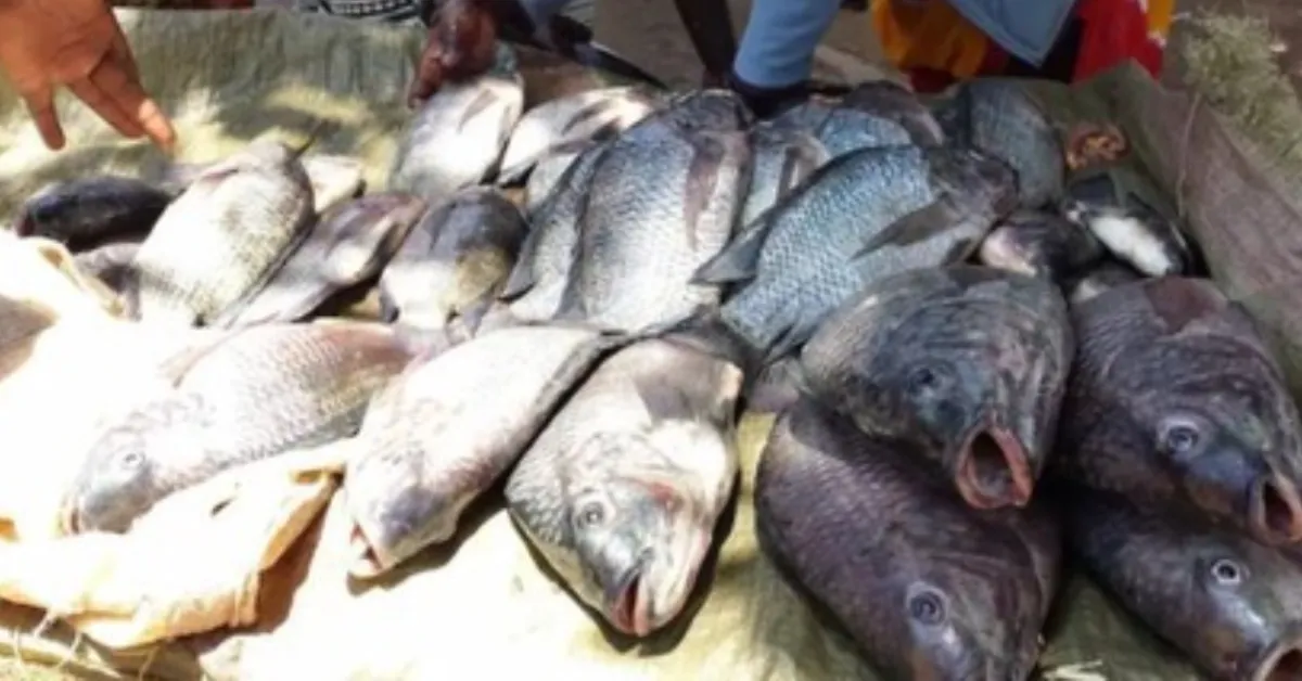 Study: 60% of Kisumu Fish Contaminated with E. coli