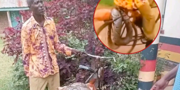 Shock in Siaya as Man Storms Police Station with Dead Python, Seeks Compensation