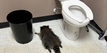 Drunk Raccoon Ransacks Virginia Liquor Store, Passes Out in Bathroom