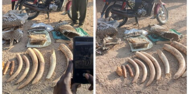 Five Arrested as KWS Seizes Elephant Ivory in Turkana and Namanga