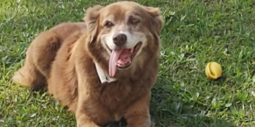 Dog Who Stayed at Owner’s Graveside for a Decade Inspires New Law in Brazil