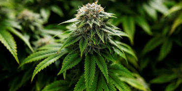 The Growing Myth of "Medical" Marijuana Among Young Kenyans