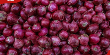 How Onion Farming Can Make You a Millionaire