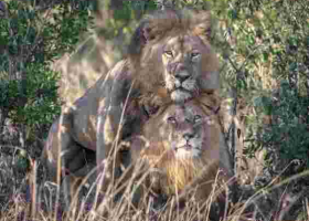 Kenya Film Classification Board Boss Ezekiel Mutua Reacts to 'Gay' Lions Spotted in Maasai Mara