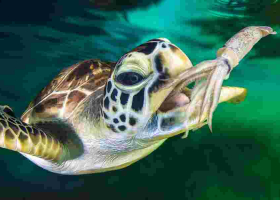 Malindi Resident Charged Over Possession of Endangered Green Sea Turtle