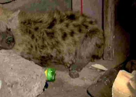 Moses Kuria Promises Compensation to Family of Hyena Attack Victim in Juja