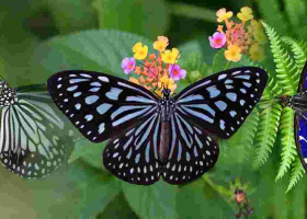 Italian Father-Son Duo Fined $200,000 for Insect Smuggling in Sri Lanka