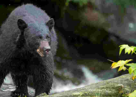 12-Year-Old Kills Bear, Saves Dad in Wisconsin Attack