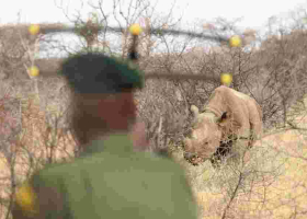 Kenya Celebrates Tourism Week with Free National Park Access