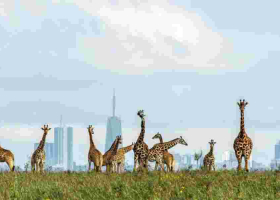 KWS Outlines Rules for Upcoming Free National Parks Day