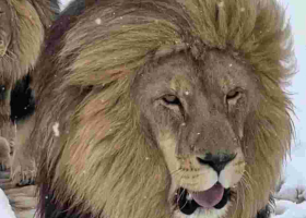 South African Lions, lionesses Enjoy Unexpected Snowfall 