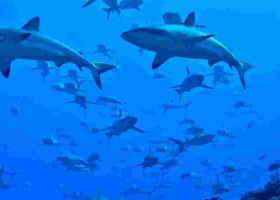 Kenyan Fishermen Face Charges in Madagascar for Illegal Shark Trade 