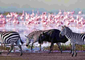 High-Tech Tracking as Nakuru's Wildlife Census Goes Digital