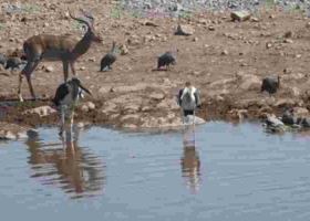 Report: African Wildlife Numbers Drop 76% in Five Decades