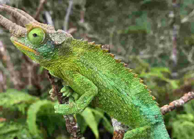 Kenya's Exotic Pet Trade Threatens Rare Species