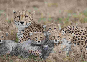 How Luxury Pet Trade Pushes Kenyan Cheetahs Toward Extinction