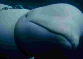 How a Russian Military-Trained Beluga Whale Ended Up in Norway