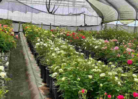 How Cloud Seeding Saves Billions in Naivasha Flower Industry