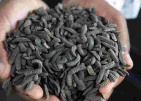 How Zimbabwean Farmers Are Surviving Drought with Maggots