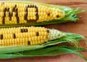 Kenya Set to Introduce GMO Maize After Public Consultation Period