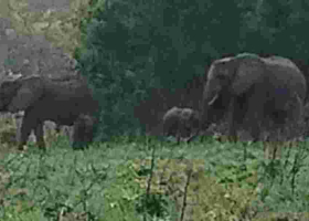 Kenya Celebrates Latest Twin Elephant Birth