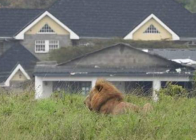 KWS Captures Stray Lioness in Rongai