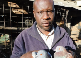 School Dropout Builds Thriving Pigeon Empire in Kenya, Attracts International Filmmakers