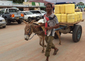 Kenyan Treasury Eyes Animal Transport to Cut Government Spending
