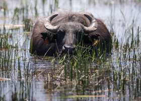 Kenya Approves Water Buffalo for Meat and Dairy Production Under New Classification