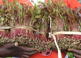 Alarm as Thousands of Children Labor in Embu, Meru's Booming Miraa Industry