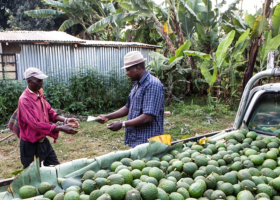 Kenya's Avocado Boom Creates Wave of Rural Millionaires