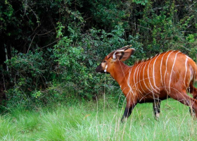 17 Endangered Mountain Bongos Repatriated from Florida to Kenya for Species Revival