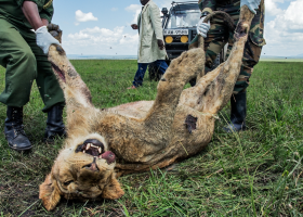 How Wildlife Poisoning Threatens Biodiversity in Maasai Mara