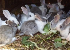 How 10,000 Farmers Are Turning Rabbit Breeding into Profitable Venture in Coastal Kenya