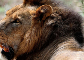 Lion Attack in Nairobi and Elephant Trampling in Nyeri Leave Two Dead