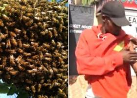 Panic in Limuru Market as Swarm of Bees Causes Chaos and Injuries