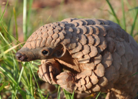 Kenya Battles Rising Wildlife Trafficking of Smaller, Endangered Species