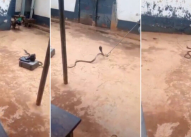 Kenyan Pastor Arrested Smuggling Cobra Claims 'Holy Spirit' Led Him