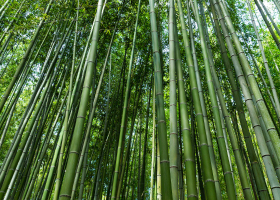Bamboo Revolution: Kenya Moves Toward Eco-Friendly Building Solutions