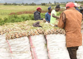 Nyandarua Potatoes Among Most Contaminated, Study Finds