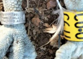 Second Finnish Osprey Found in Siaya County