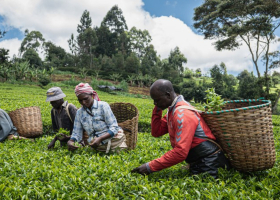 Israel-Iran Conflict Threatens Kenyan Tea Exports