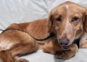 Dog Survives 100-Mile Trek and Island Swim Before Rescue