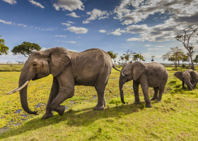 Maasai Mara Earns Global Recognition for Annual Wildebeest Migration