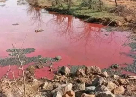 Why Lake Bogoria’s Waters Suddenly Turned Red