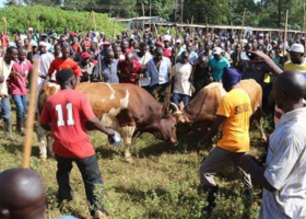 Bullfighting in Western Kenya: A Tradition Handed Down from Father to Son