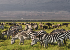 List of Proposed New Prices for Nairobi, Amboseli, Tsavo & All Other Parks