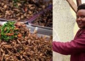 How Jannifer Muthike Earns Sh250,000 Monthly Farming Black Soldier Flies
